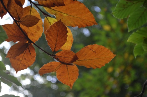 Beech leaves
